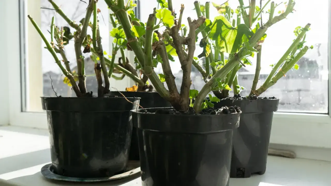 Pelargonie w doniczkach na parapecie, przygotowane do przechowywania na sucho. Nowe listki zaczynają się zielenić.