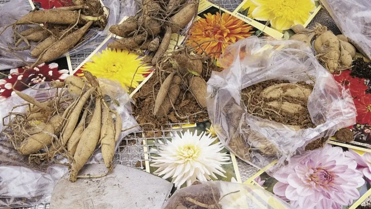 Kłącza dalii gotowe do sadzenia, obok zdjęcia pięknych kwiatów. Czas na uprawę dalii!