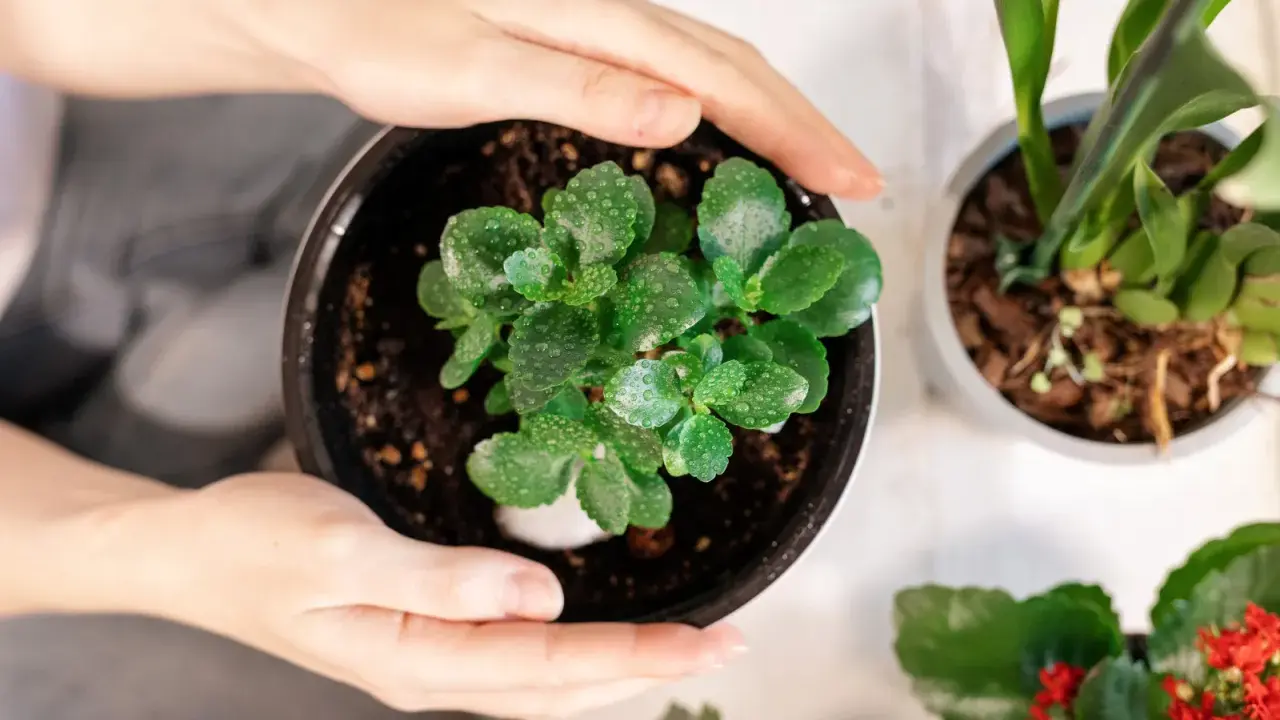 Dłonie obejmują doniczkę z młodym kwiatem kalanchoe. Dowiedz się, jak dbać o ten sukulent, by pięknie rósł.