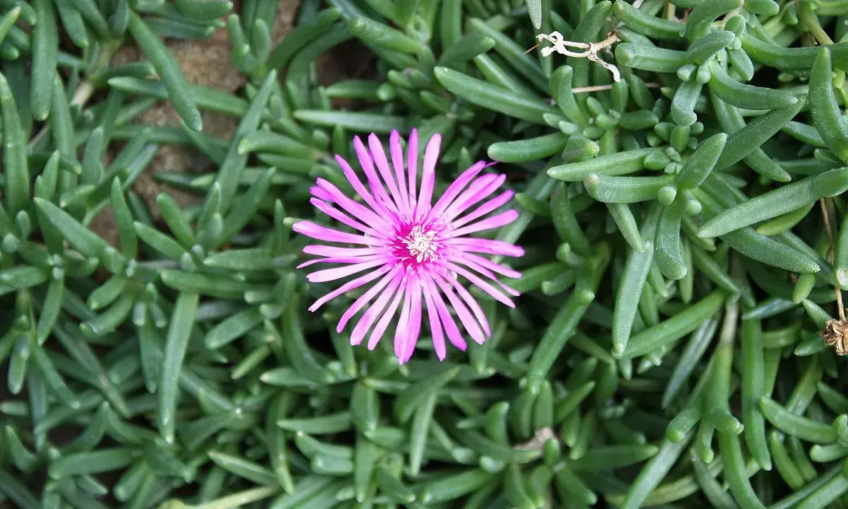 Różowy kwiat lampranthus spectabilis na tle zielonych, mięsistych liści.