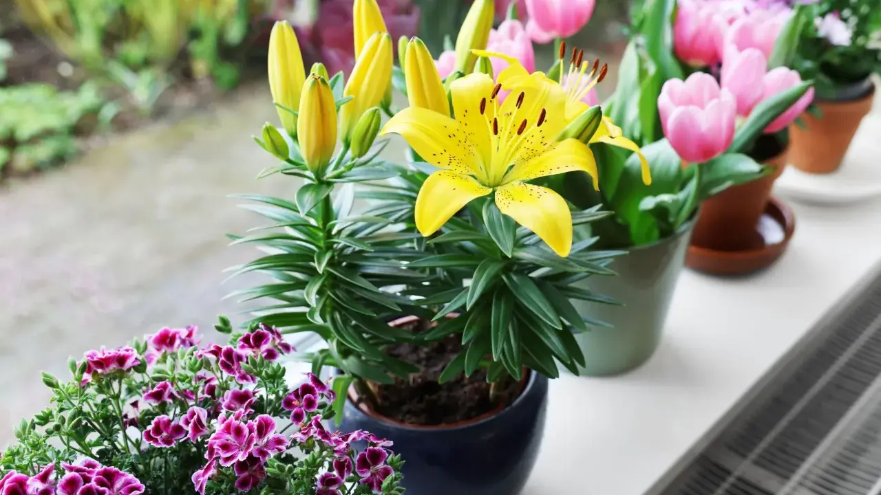 Żółte lilie w doniczce kwitną obok różowych tulipanów i fioletowych pelargonii na parapecie.