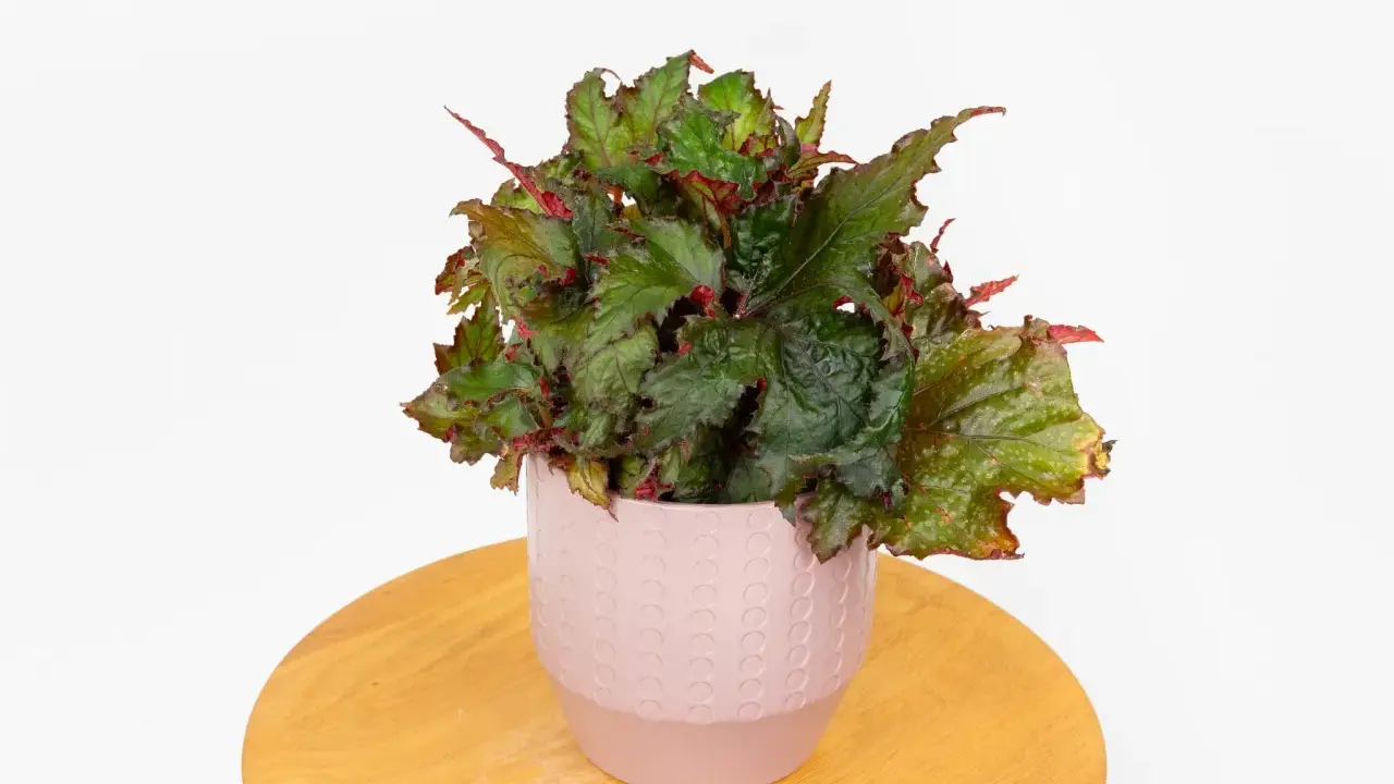 Begonia uprawa w doniczce. Bujna, zielona begonia z czerwonymi akcentami liści w ozdobnej, różowej doniczce na drewnianym blacie.