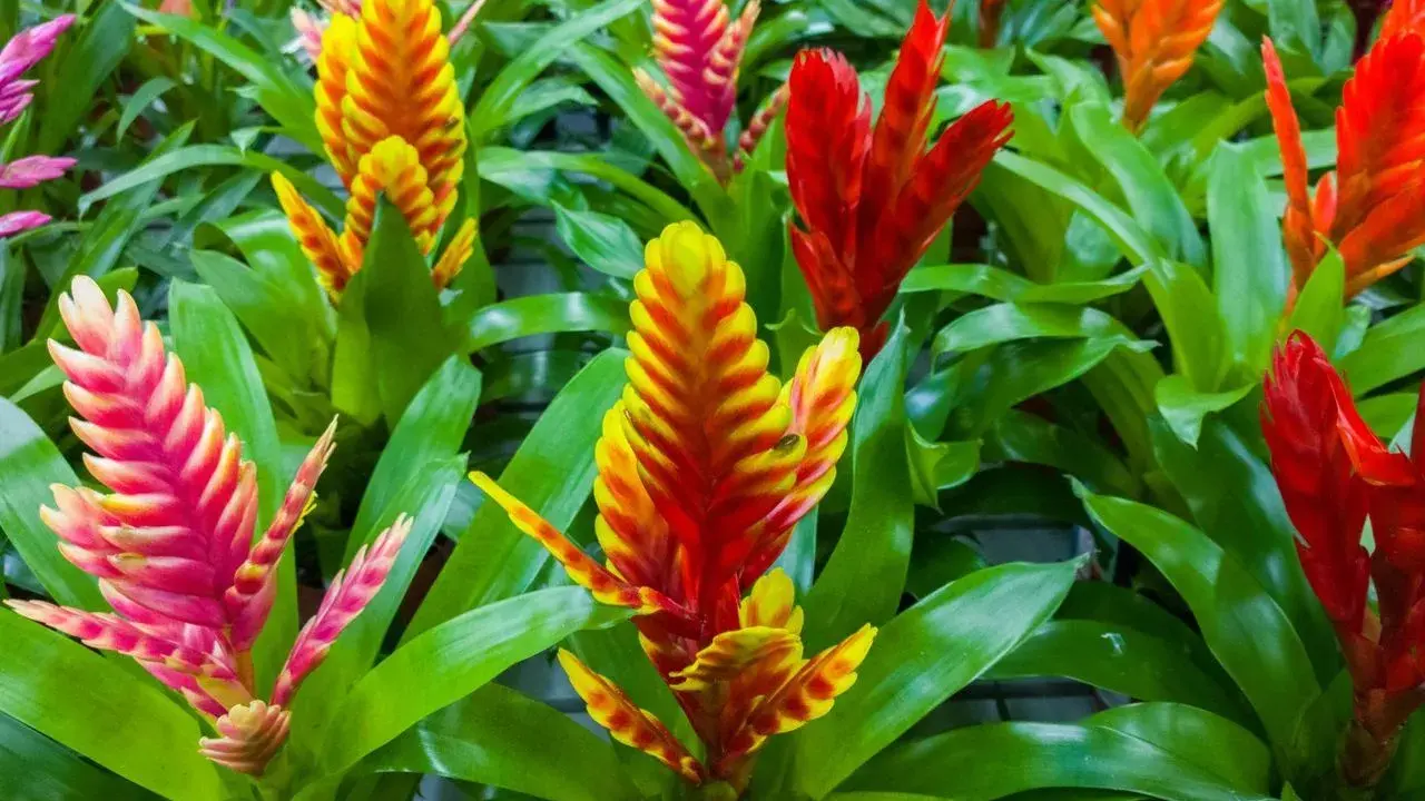 Kolorowe, pionowe kwiatostany bromelii, przypominające pióropusze, w odcieniach różu, żółci i czerwieni. To piękne frizea po przekwitnięciu, wciąż zachwycające barwami.