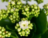 Kwiat kalanchoe, z białym kwiatem pośrodku i zielonymi pąkami, nie jest trujący dla ludzi, ale może zaszkodzić zwierzętom domowym.
