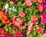 Kwitnące niecierpki w odcieniach różu, pomarańczu i bieli. Czy niecierpek jest wieloletni? Te piękne kwiaty mogą zdobić ogród przez wiele sezonów.