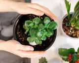 Dłonie obejmują doniczkę z młodym kwiatem kalanchoe. Dowiedz się, jak dbać o ten sukulent, by pięknie rósł.