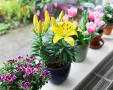 Żółte lilie w doniczce kwitną obok różowych tulipanów i fioletowych pelargonii na parapecie.