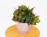 Begonia uprawa w doniczce. Bujna, zielona begonia z czerwonymi akcentami liści w ozdobnej, różowej doniczce na drewnianym blacie.