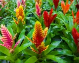Kolorowe, pionowe kwiatostany bromelii, przypominające pióropusze, w odcieniach różu, żółci i czerwieni. To piękne frizea po przekwitnięciu, wciąż zachwycające barwami.