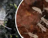 Małe białe robaczki w doniczce, czyli skoczogonki, bytują w wilgotnej glebie, pomagając w jej rozkładzie.