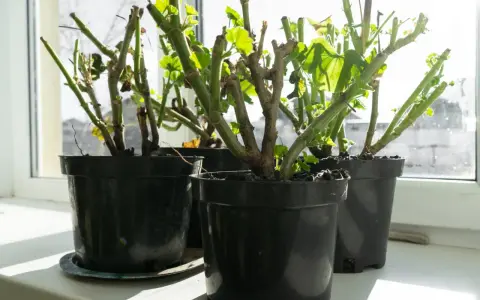 Pelargonie w doniczkach na parapecie, przygotowane do przechowywania na sucho. Nowe listki zaczynają się zielenić.