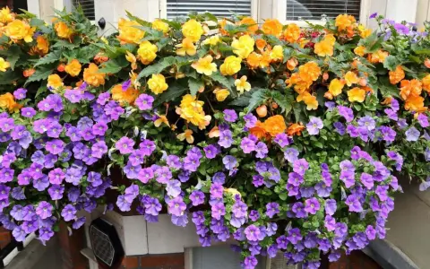 Kwiaty w skrzynce, fioletowe petunie i pomarańczowo-żółte begonie, kwitną obficie. Czy surfinie lubią słońce? Te kwiaty zdecydowanie tak!