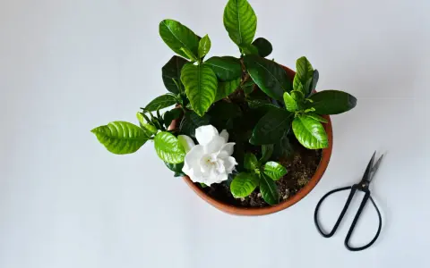 Piękny kwiat gardenii w doniczce, gotowy do pielęgnacji w domu. Obok leżą małe nożyczki.