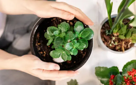 Dłonie obejmują doniczkę z młodym kwiatem kalanchoe. Dowiedz się, jak dbać o ten sukulent, by pięknie rósł.