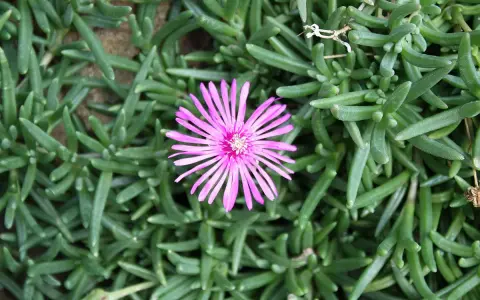 Różowy kwiat lampranthus spectabilis na tle zielonych, mięsistych liści.