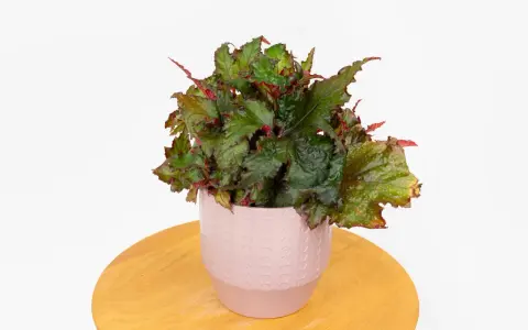 Begonia uprawa w doniczce. Bujna, zielona begonia z czerwonymi akcentami liści w ozdobnej, różowej doniczce na drewnianym blacie.