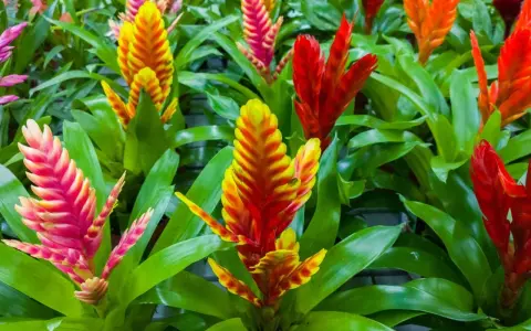 Kolorowe, pionowe kwiatostany bromelii, przypominające pióropusze, w odcieniach różu, żółci i czerwieni. To piękne frizea po przekwitnięciu, wciąż zachwycające barwami.