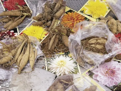 Kłącza dalii gotowe do sadzenia, obok zdjęcia pięknych kwiatów. Czas na uprawę dalii!