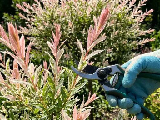 Ręka w rękawiczce trzyma sekator przy wierzbie japońskiej. Kiedy przycinać? Najlepiej wiosną, by pobudzić wzrost nowych, kolorowych pędów.