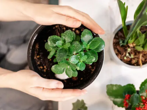 Dłonie obejmują doniczkę z młodym kwiatem kalanchoe. Dowiedz się, jak dbać o ten sukulent, by pięknie rósł.