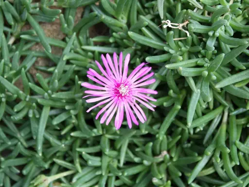 Różowy kwiat lampranthus spectabilis na tle zielonych, mięsistych liści.