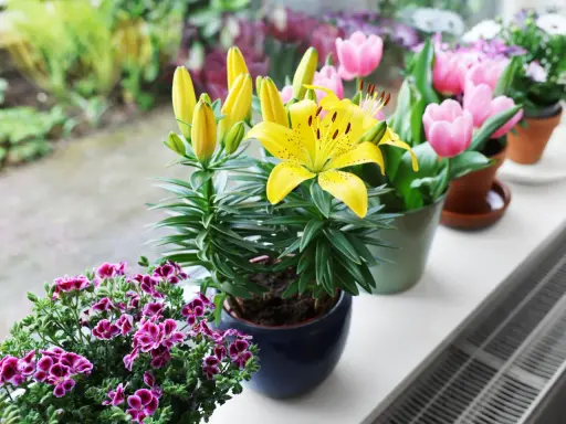 Żółte lilie w doniczce kwitną obok różowych tulipanów i fioletowych pelargonii na parapecie.