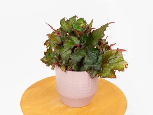 Begonia uprawa w doniczce. Bujna, zielona begonia z czerwonymi akcentami liści w ozdobnej, różowej doniczce na drewnianym blacie.
