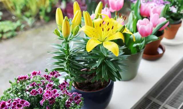 Żółte lilie w doniczce kwitną obok różowych tulipanów i fioletowych pelargonii na parapecie.