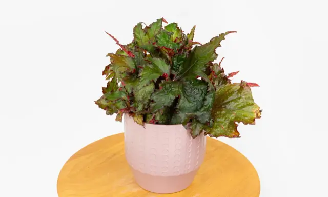 Begonia uprawa w doniczce. Bujna, zielona begonia z czerwonymi akcentami liści w ozdobnej, różowej doniczce na drewnianym blacie.