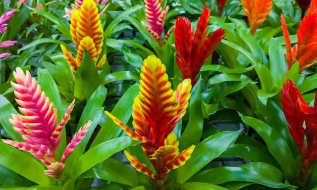 Kolorowe, pionowe kwiatostany bromelii, przypominające pióropusze, w odcieniach różu, żółci i czerwieni. To piękne frizea po przekwitnięciu, wciąż zachwycające barwami.