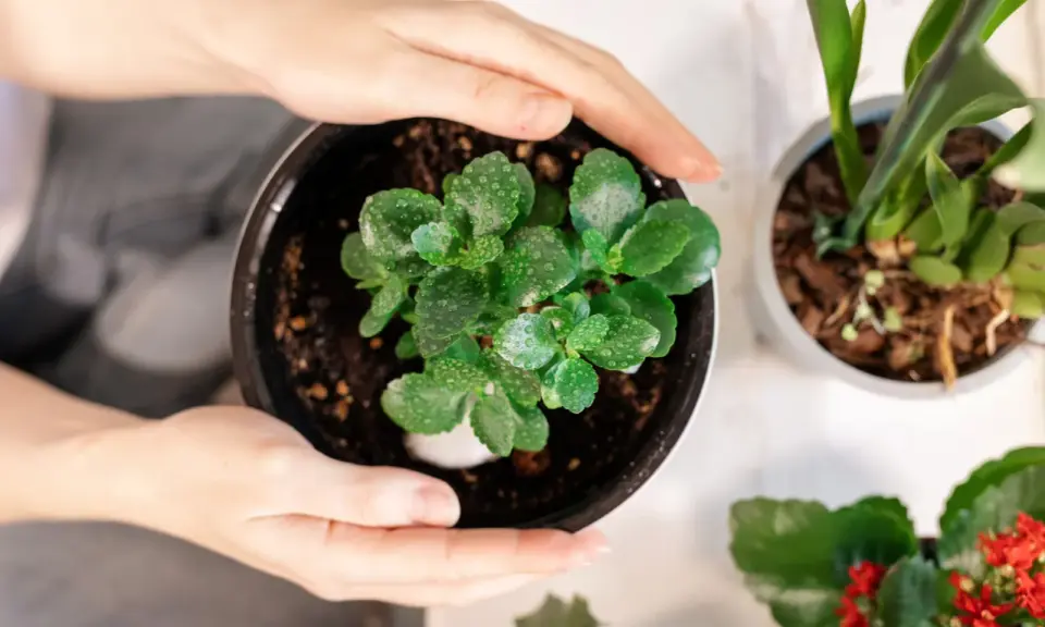 Dłonie obejmują doniczkę z młodym kwiatem kalanchoe. Dowiedz się, jak dbać o ten sukulent, by pięknie rósł.