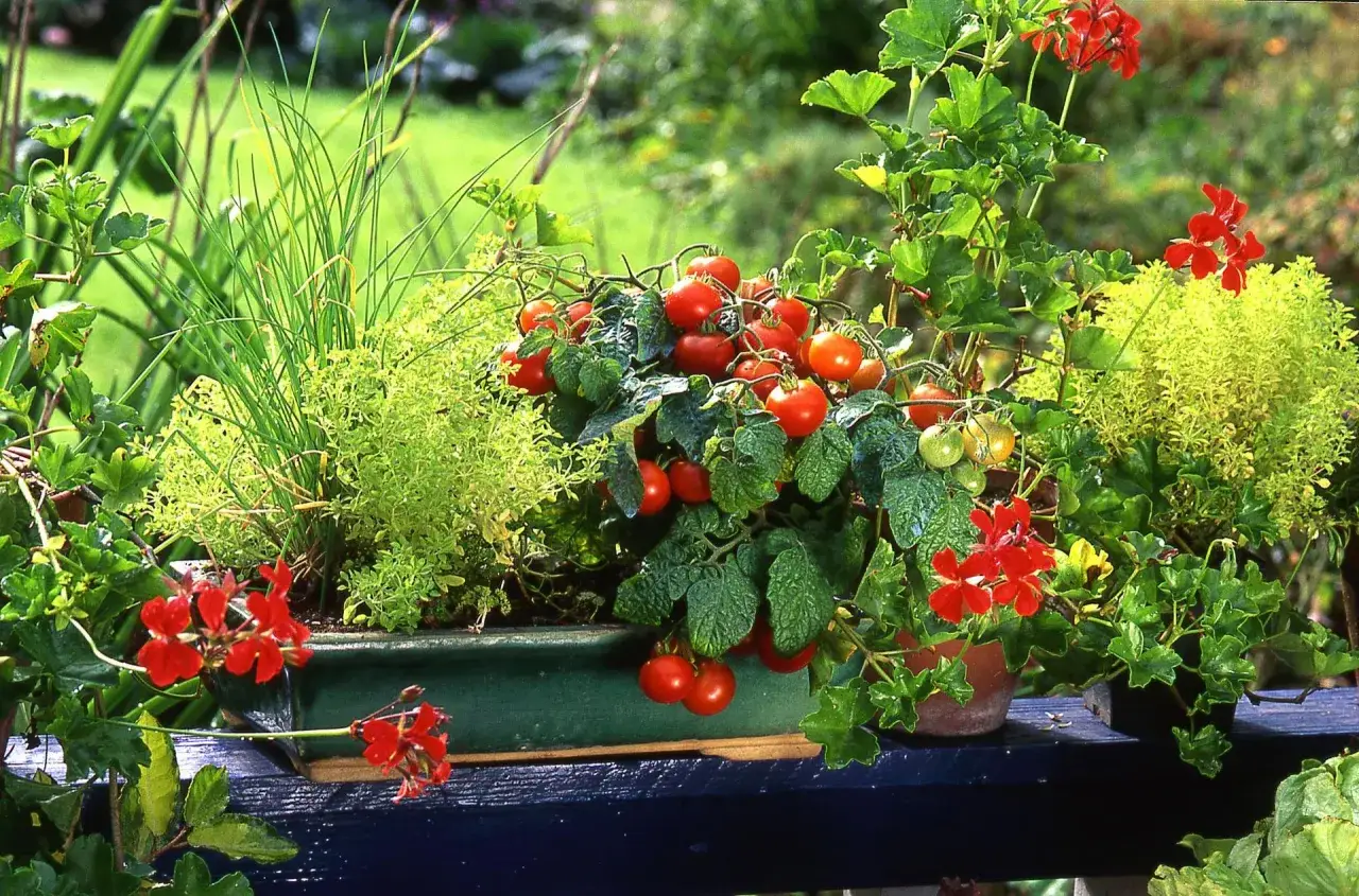 Pomidory koktajlowe sadzonki kwitną, gotowe do sadzenia, gdy minie ryzyko przymrozk&oacute;w. W donicy obok szczypiorek i pelargonie.