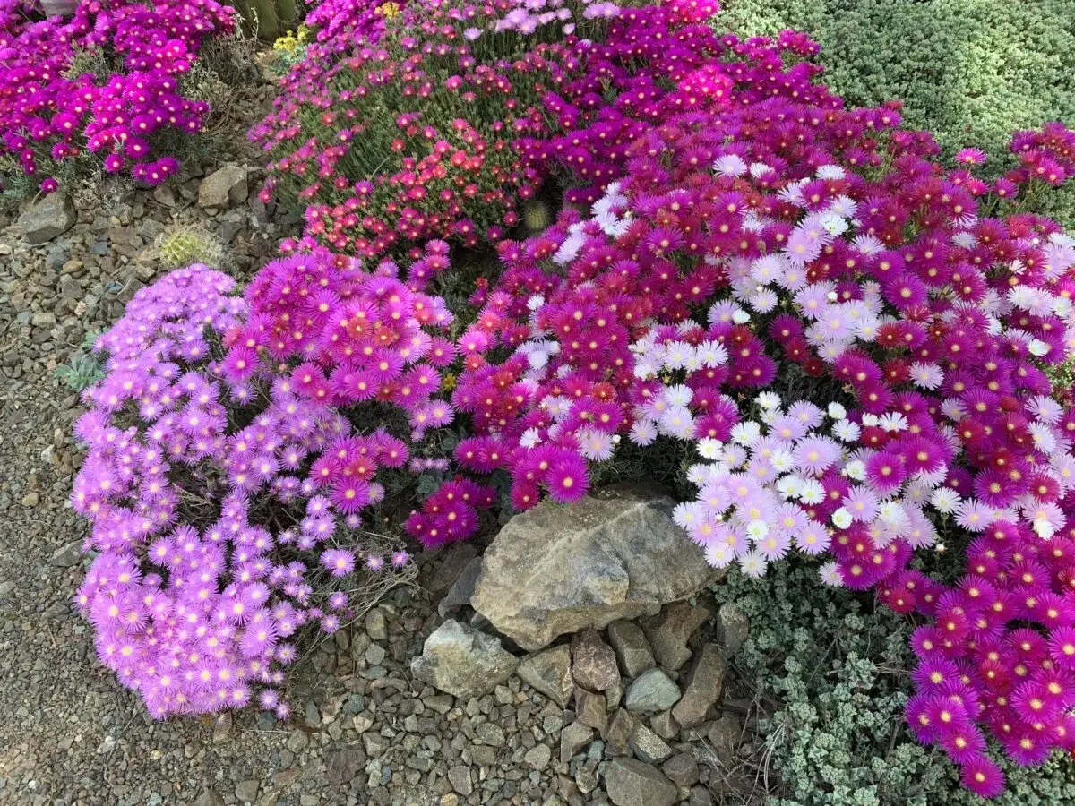 Kwitnące Lampranthus spectabilis w odcieniach różu i fioletu, tworzące barwny dywan wśród kamieni.