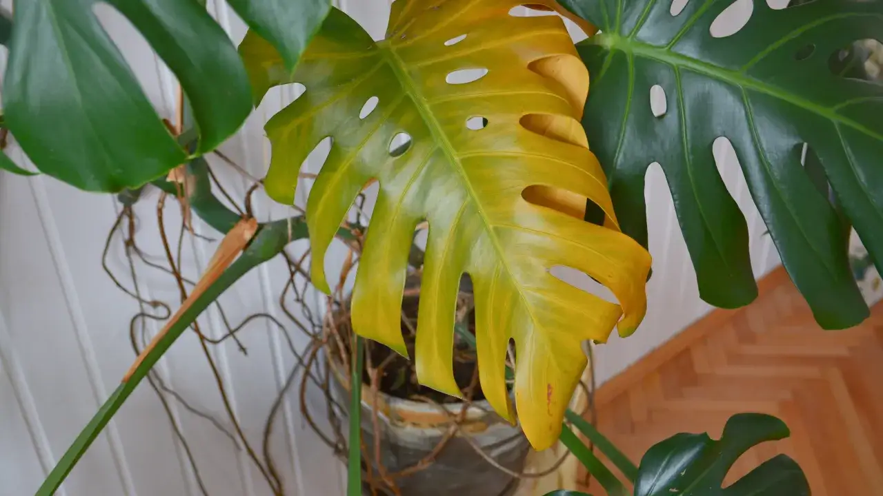 Monstera z ż&oacute;łknącym liściem. Czy monstera jest trująca? Roślina w doniczce, z widocznymi korzeniami i drewnianą podłogą w tle.