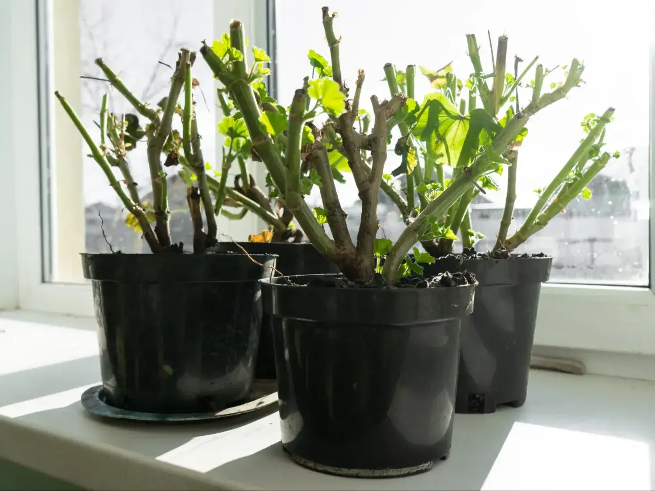 Pelargonie w doniczkach na parapecie, przygotowane do przechowywania na sucho. Widać przycięte pędy i pierwsze zielone listki.
