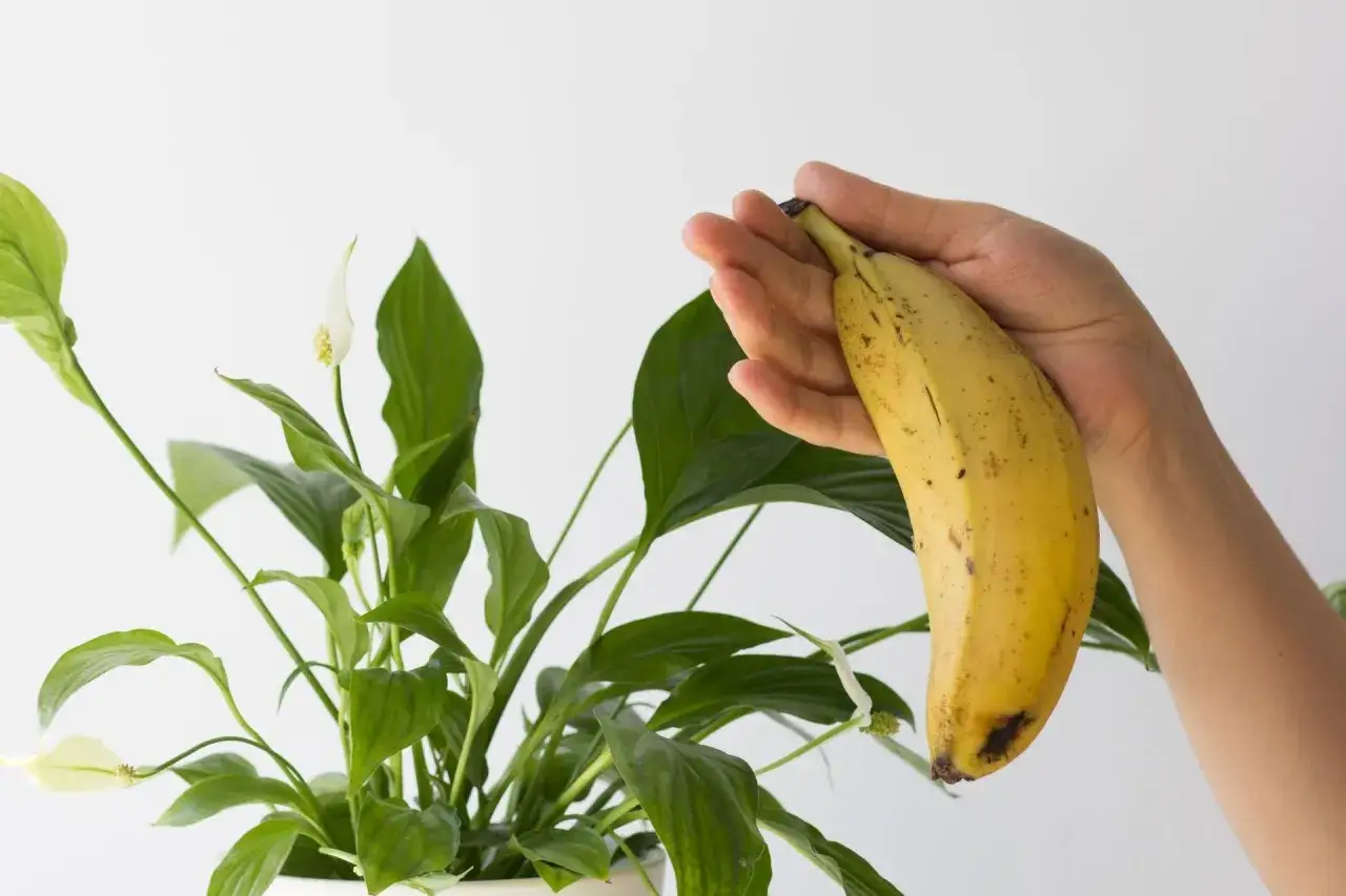 Dłoń trzyma banana nad skrzydłokwiatem, sugerując domowy naw&oacute;z do skrzydłokwiatu.