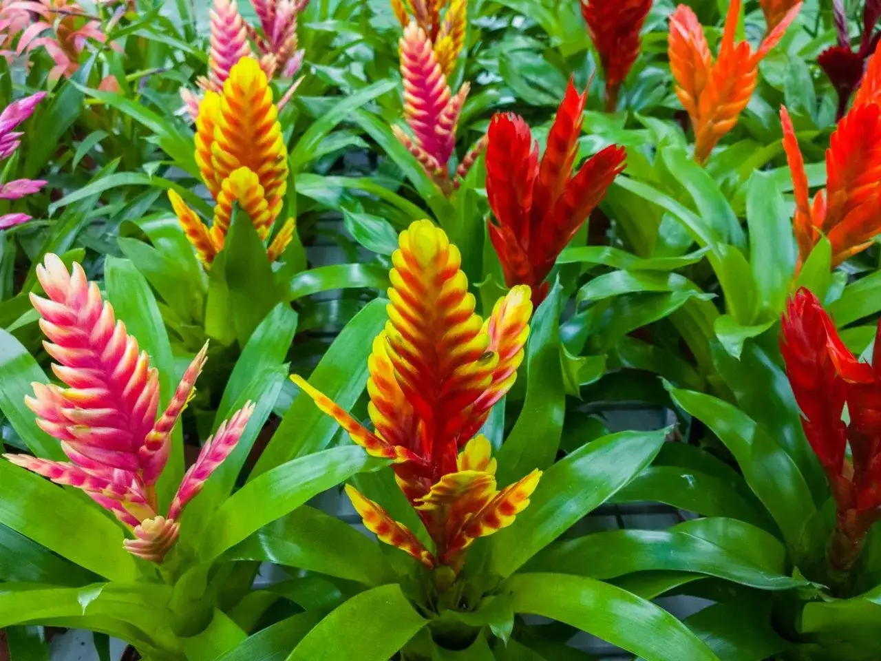 Kolorowe, pionowe kwiatostany bromelii, przypominające pióropusze, w odcieniach różu, żółci i czerwieni, otoczone zielonymi liśćmi. To piękna frizea po przekwitnięciu.