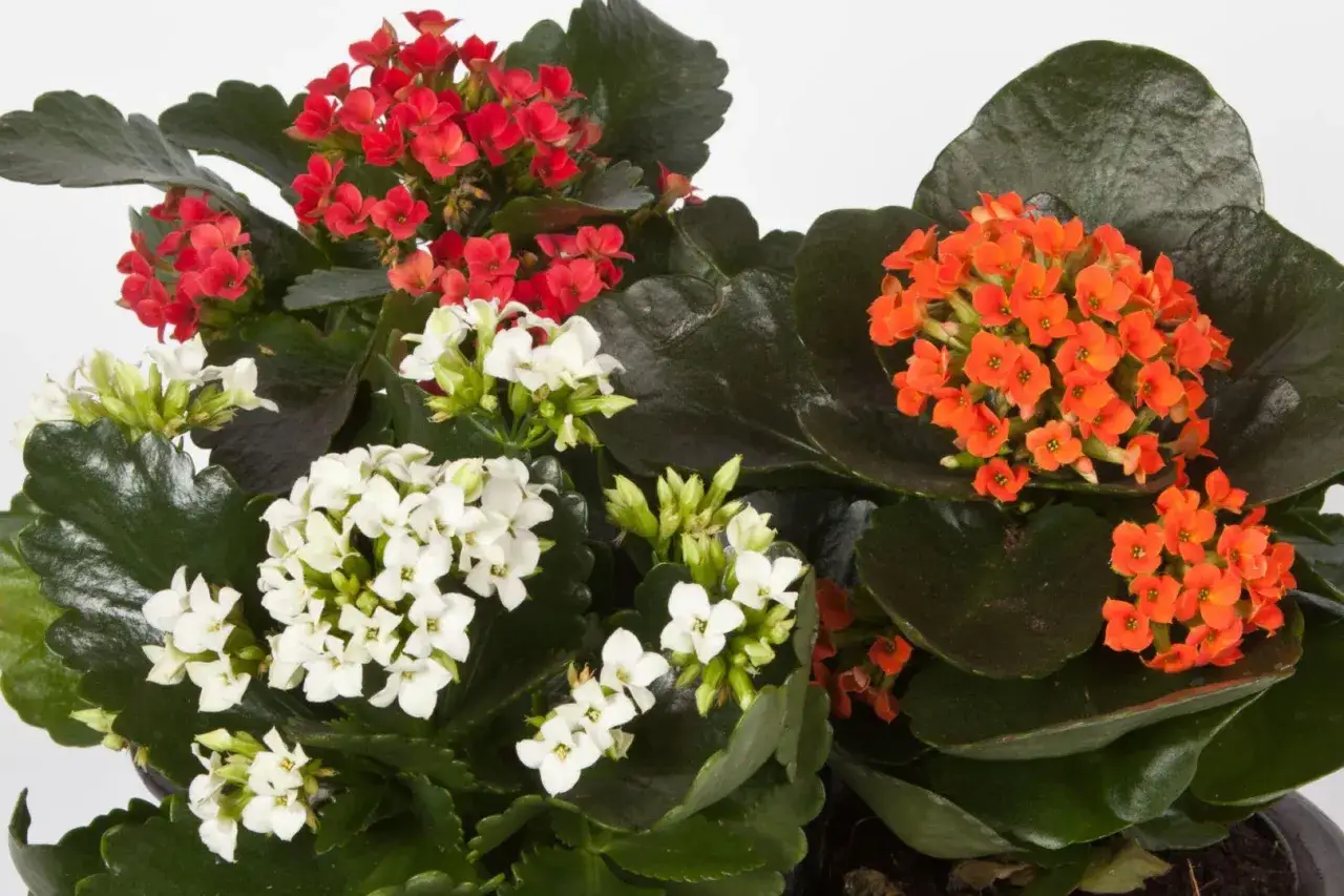 Kwiat kalanchoe jak dbać? Te kolorowe rośliny, czerwone, białe i pomarańczowe, potrzebują jasnego światła i umiarkowanego podlewania.