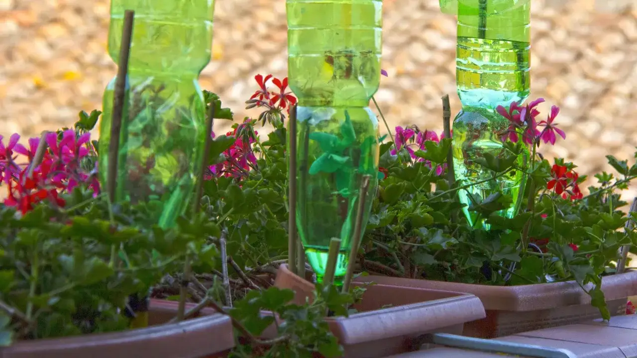 Jak zrobić nawadniacz do kwiatów z butelki? Zielone butelki z wodą służą jako proste nawadniacze dla kwitnących pelargonii w doniczkach.